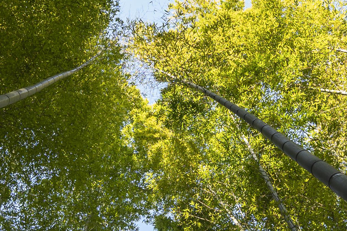 Recursos Naturales ANCE